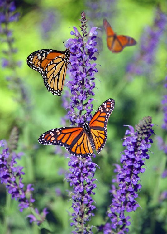 Orange butterflies on purple flowers