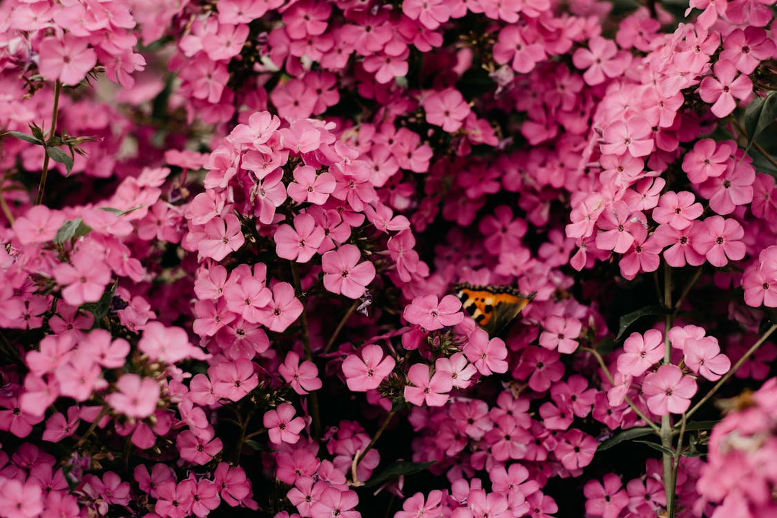A butterfly sits on a bush of small pink flowers
