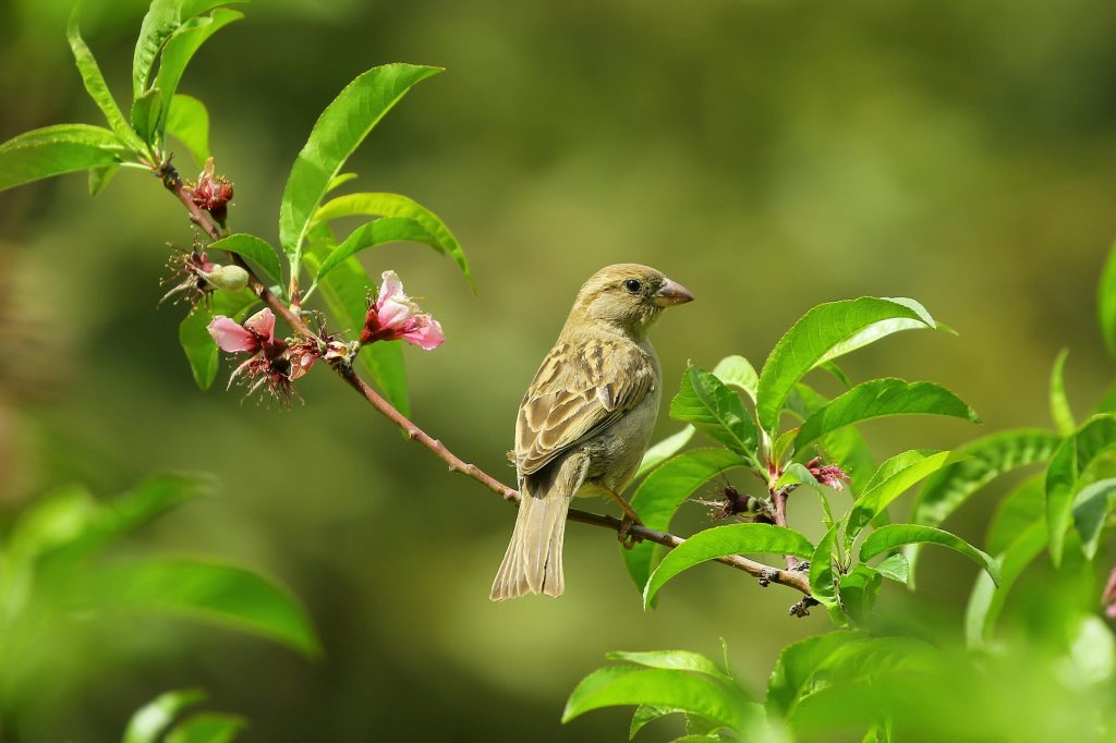 A bird sits on a small tree branch