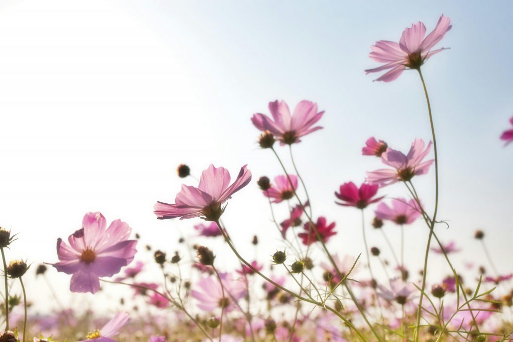 Pink flowers in a meadow