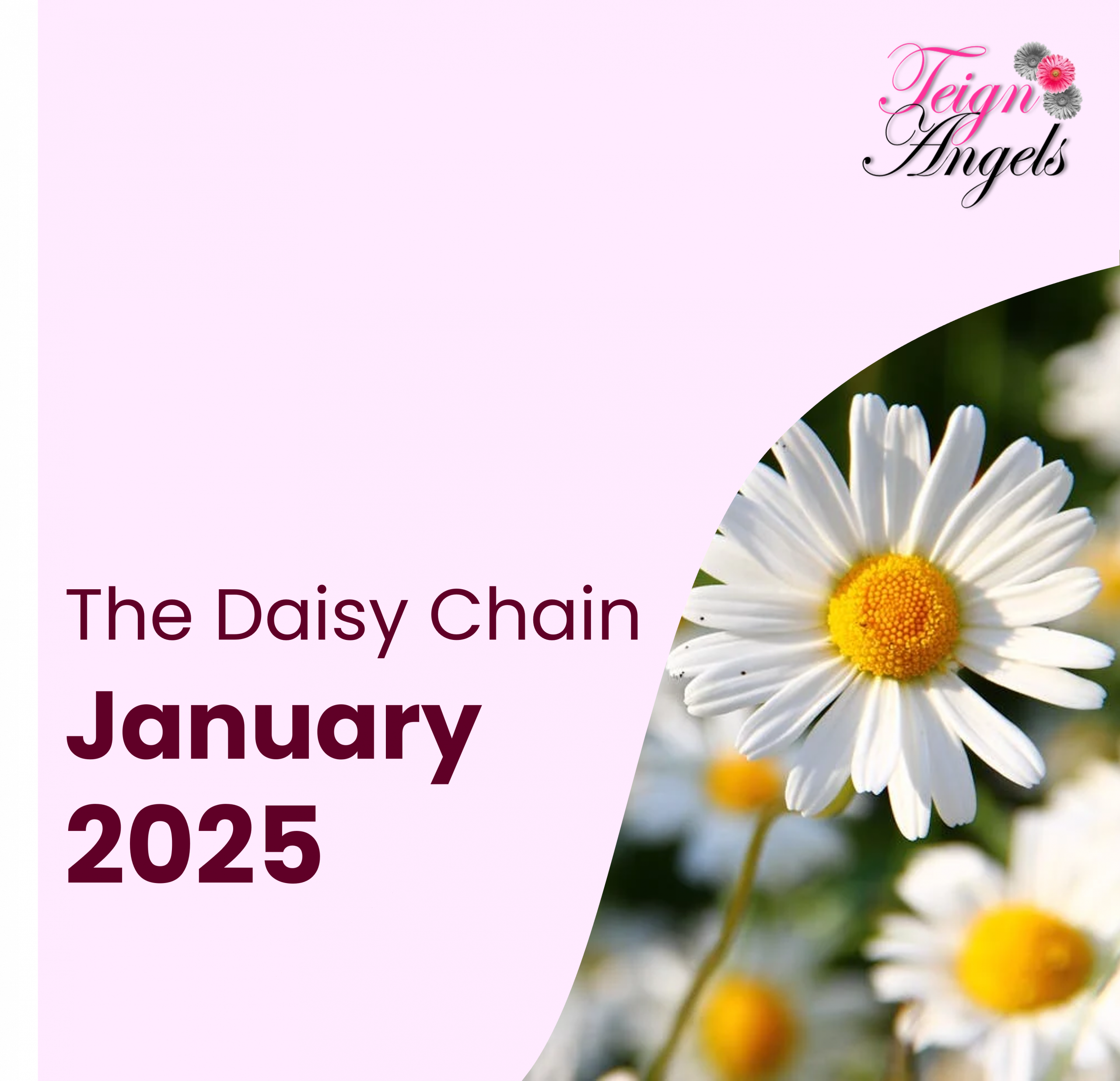A daisy in the bottom right, with a light pink background around it. The Teign Angels logo is in the top right, and text reads 'The Daisy Chain January 2025'