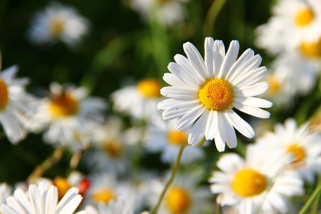 A daisy standing amongst other daisies, in lieu of Emma's staff picture