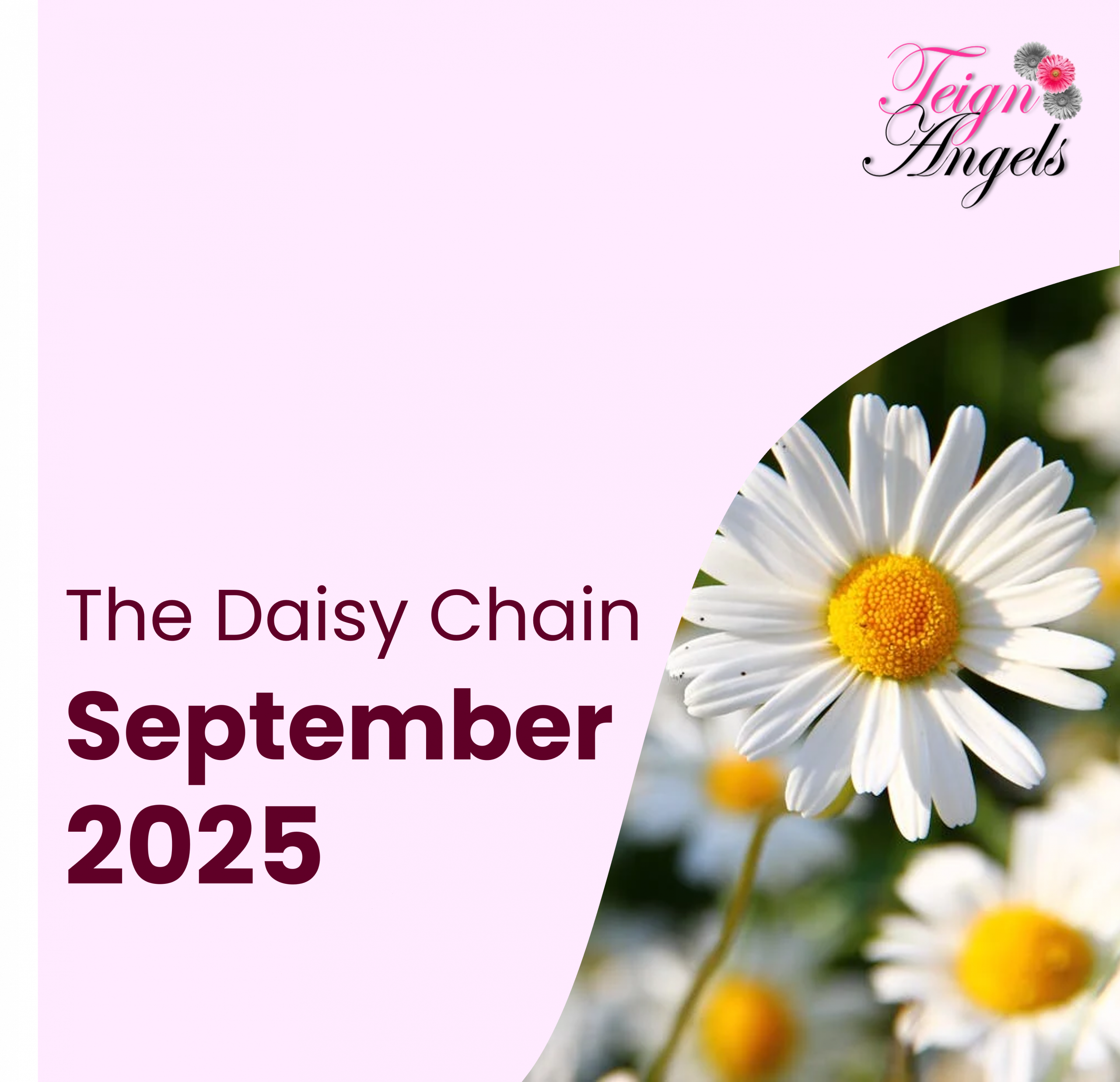 A daisy in the bottom right, with a light pink background around it. The Teign Angels logo is in the top right, and text reads 'The Daisy Chain September 2025'