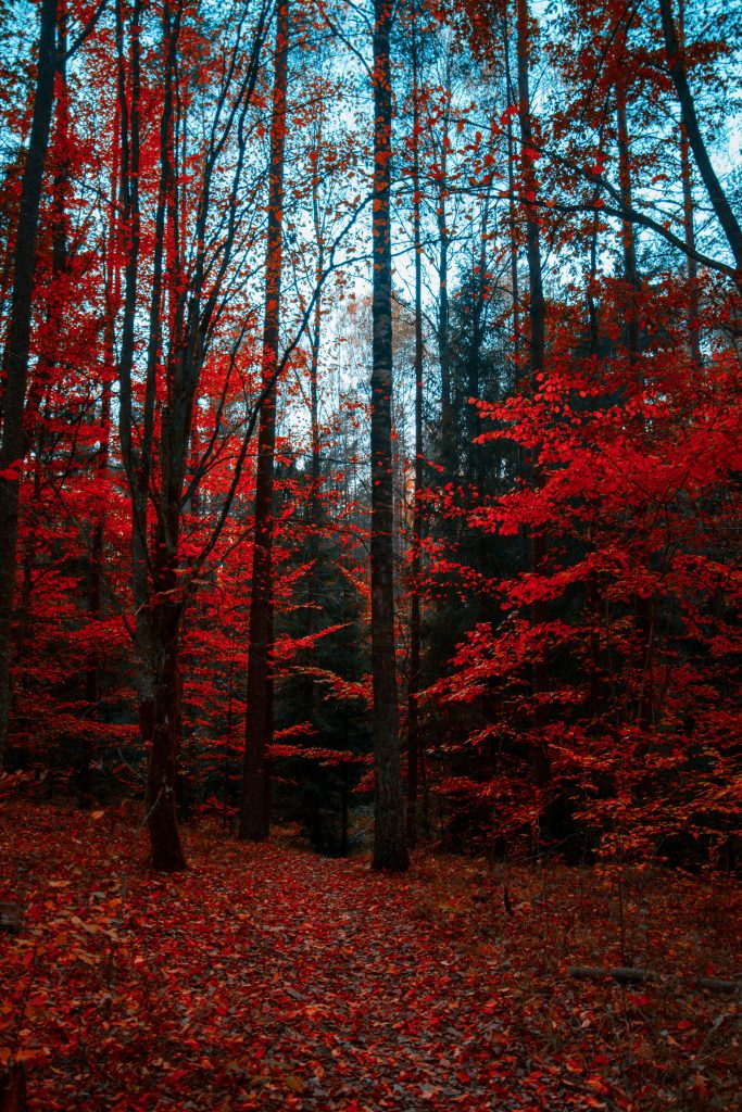 A forest filled with red-leafed trees