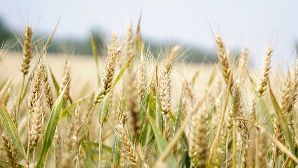 Wheat growing in a field