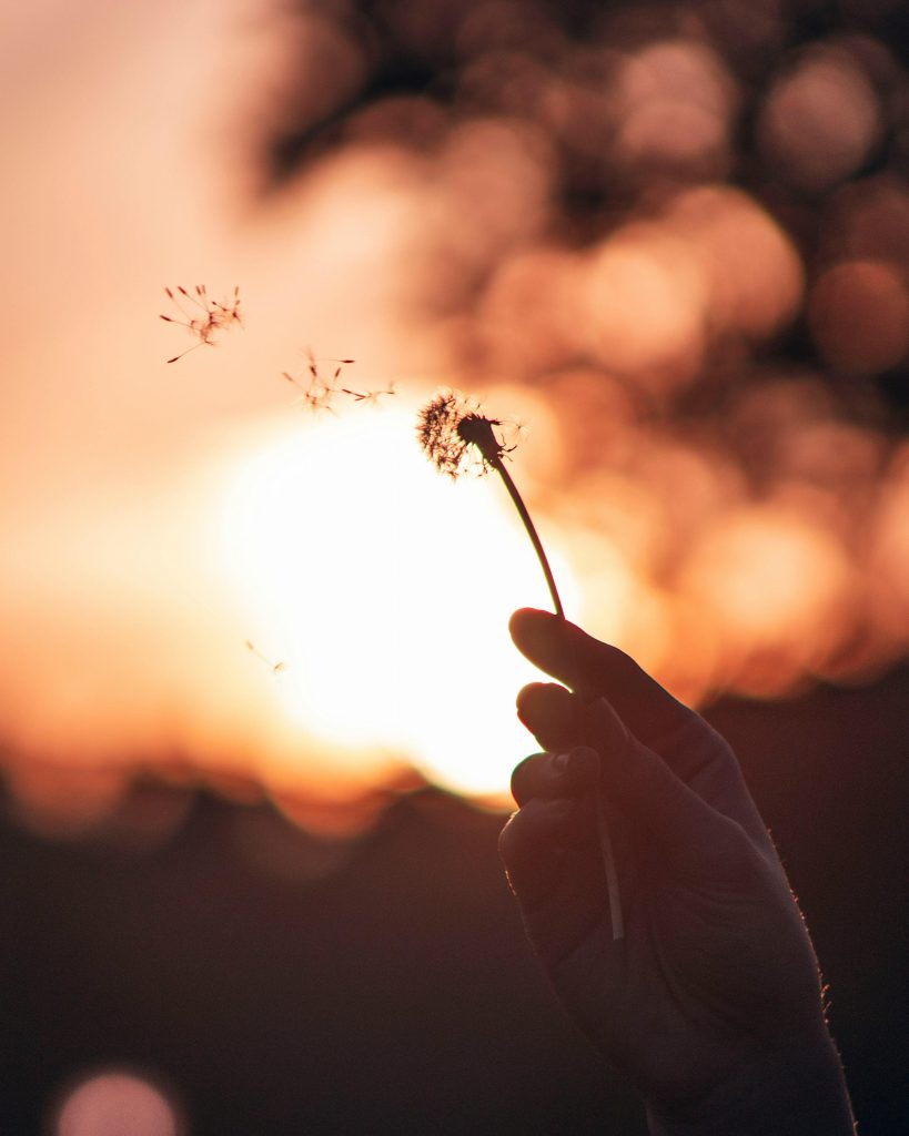 A hand holding a dandelion in front of a sunset, with dandelion seeds drifting away
