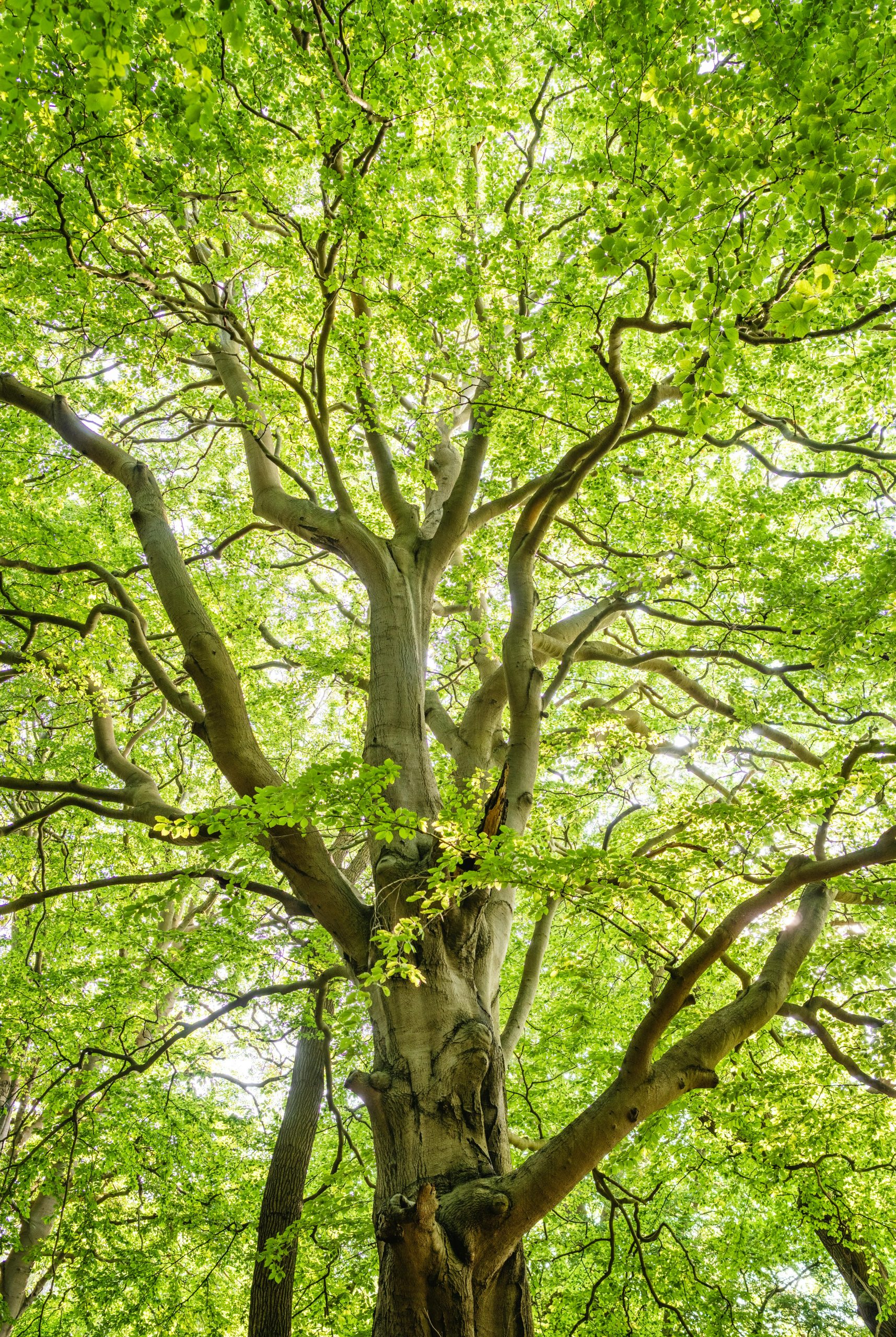 A tree from underneath, looking to the canopy