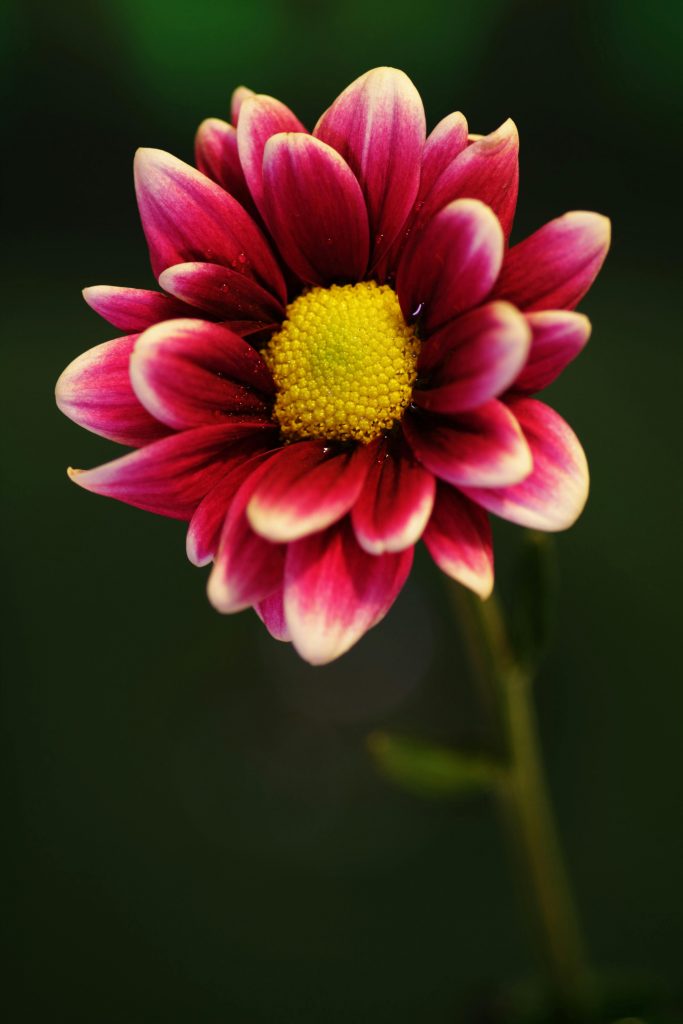 A deep pink flower with white edges