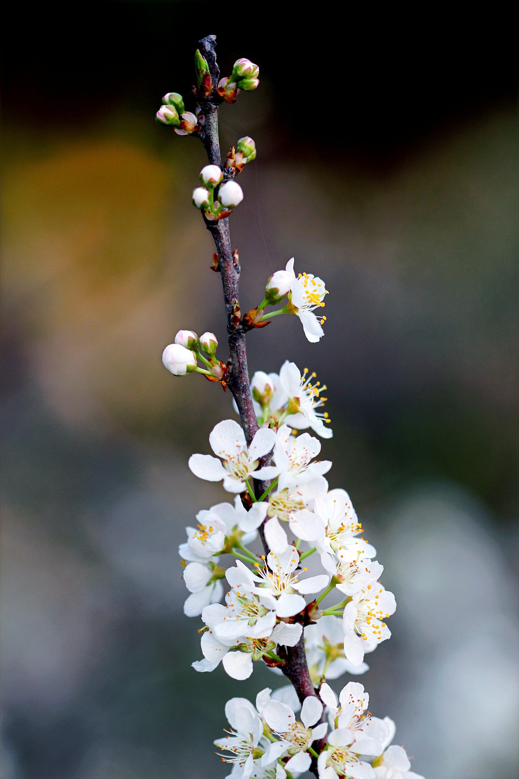 Small white blossoms on a wooden twig