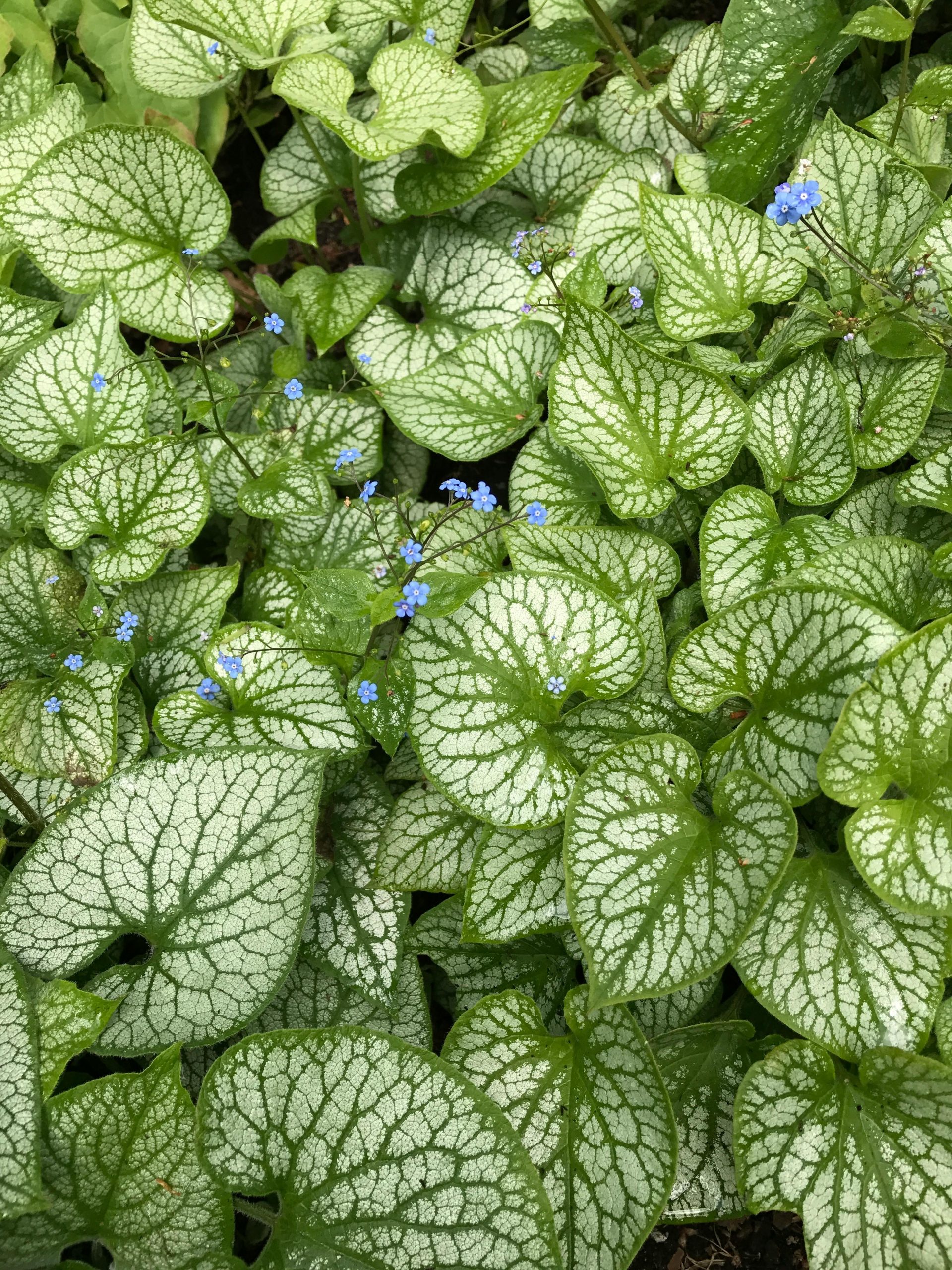 Green and white leaves with small blue flowers in between them