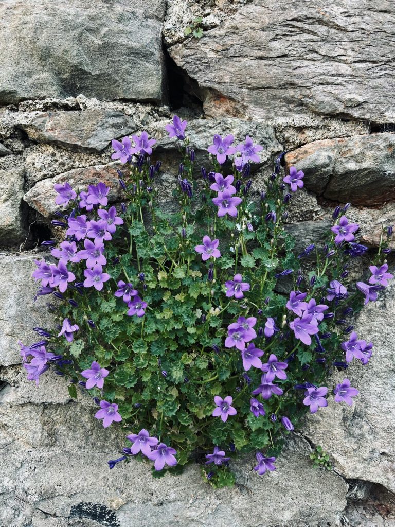 A bunch of purple flowers and green leaves sprouting from a gap in a stone wall