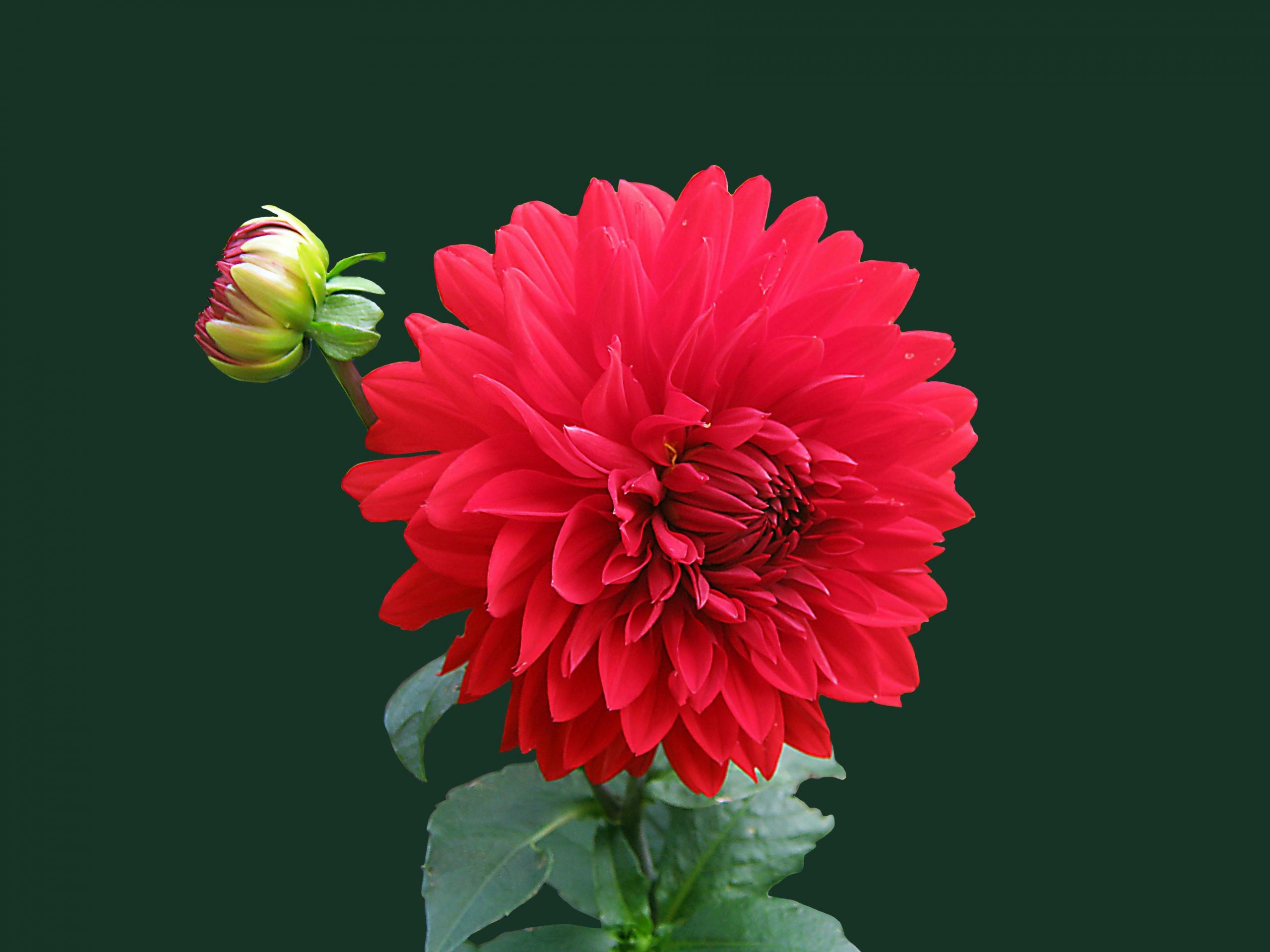 A red flower