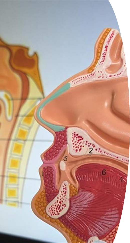 An anatomy model of the human head, in front of a training presentation