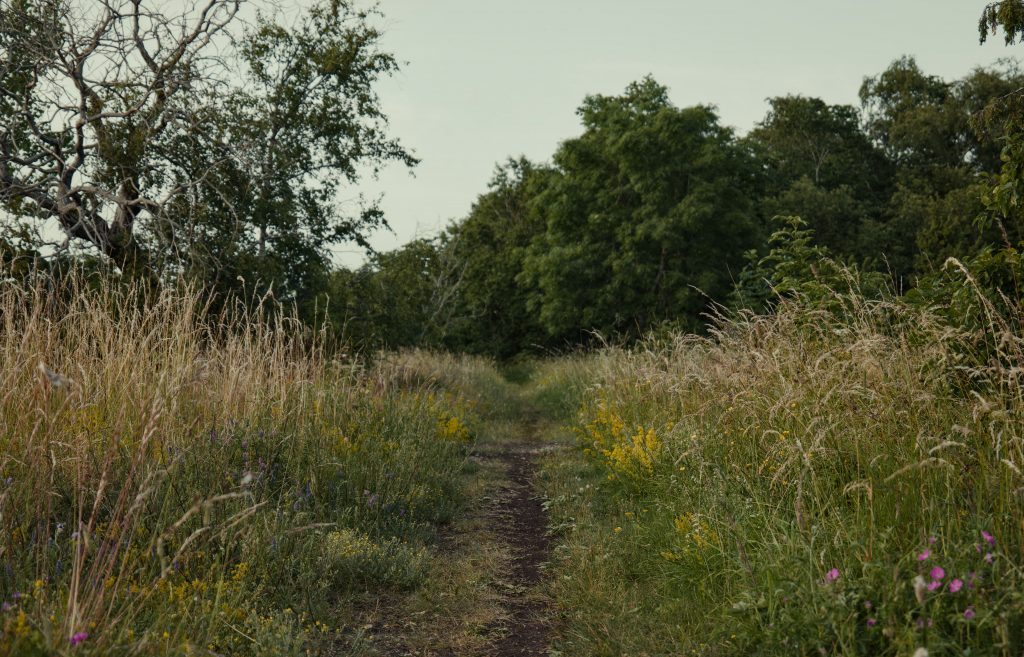 A path between meadow flowers